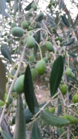 Olives were plentiful on the trees, but there was no oil to purchase because the 2014 crop was decimated by some kind of fly.